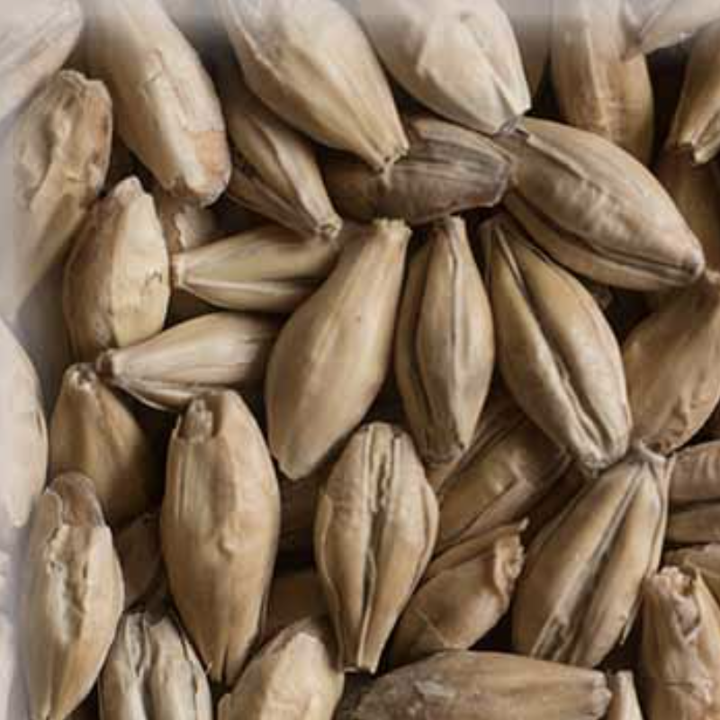 Malta Pilsen 2Row Malteurop KG