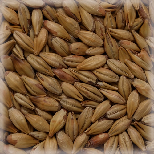 Malta Cara Belgium (Belga) KG 