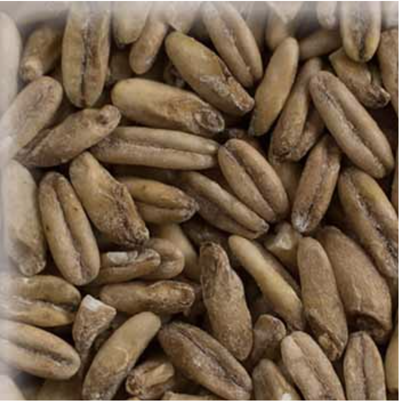 Malta de Avena (Oat Malt) KG