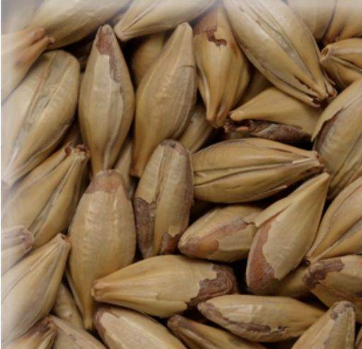 Malta Cara Honey (Ambra) KG