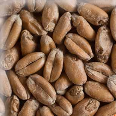 Malta Wheat (Trigo) Smoked KG