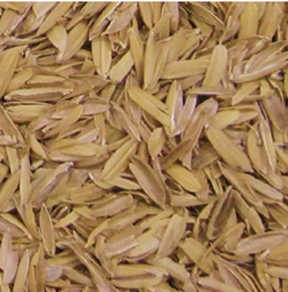 Cáscara de Arroz (Rice Hulls o Rice Husk)