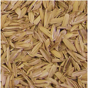 Cáscara de Arroz (Rice Hulls o Rice Husk) - Palma Rosa