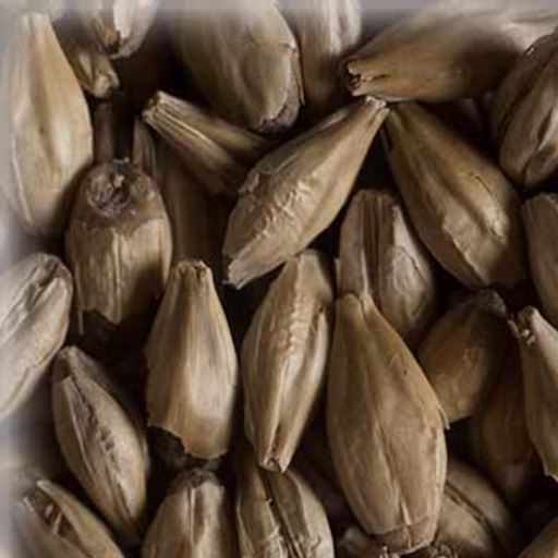 Malta Munich Light KG