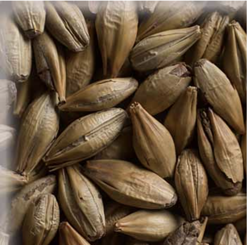 Malta Cara Gold KG (Caramel 30L/40L)